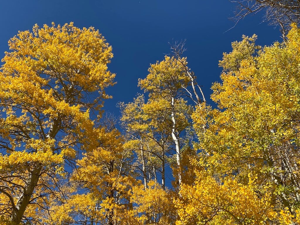 Bright golden foliage under a clear blue sky — typical peak-color conditions in November.